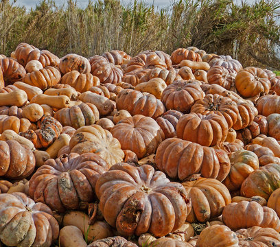 Citrouilles en perdition 2