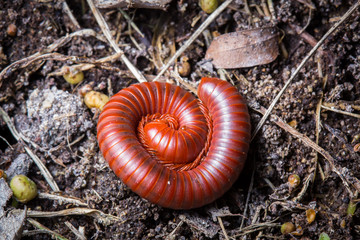 rolled millipede on grond