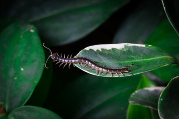 a small centipede on plant