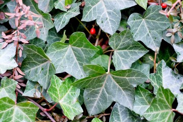 ivy leaves