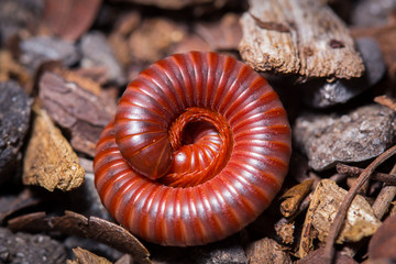 rolled millipede on grond