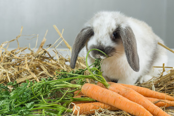 coniglio nano ariete mangia foglie di carota