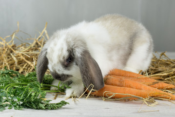 coniglio nano ariete - cucciolo arrabbiato carote e fieno