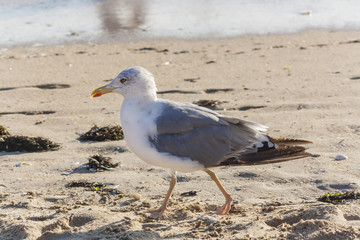 Gaviota patiamarilla en la playa