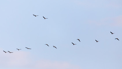A flock of seagulls flying in the sky