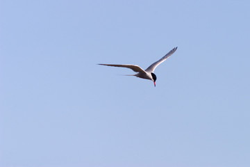 Common tern