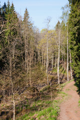 Walking path