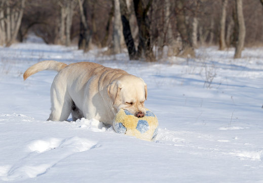 a yellow labrador in winter in snow with a ball