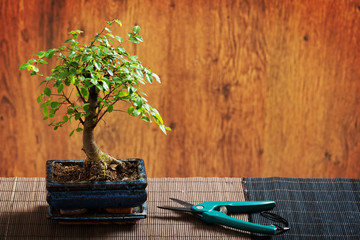 Small bonsai tree