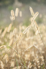 Fototapeta premium wild plant seeds, weed, grass, field, rural, vertical, during sunset