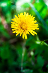 Beautiful common dandelion in uncultivated field