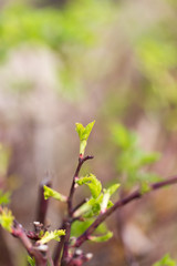 small leaves on the branches
