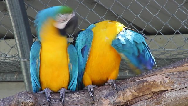 Couple of Blue and Yellow Macaw