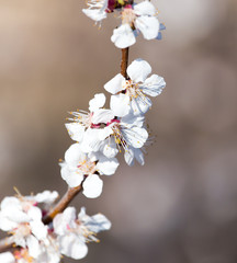 flowers on the tree in nature