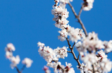 flowers on the tree against the blue sky
