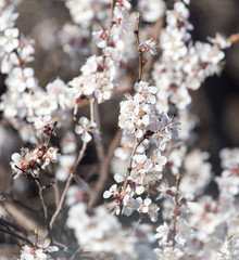 flowers on the tree in nature
