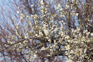 flowers on the tree against the blue sky