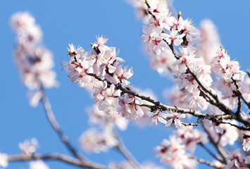 flowers on the tree against the blue sky