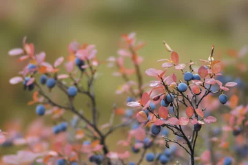 Cowberry in forest on green grass  © Olonkho
