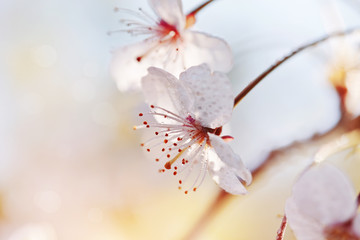 Two flowers of cherry in a sunlight