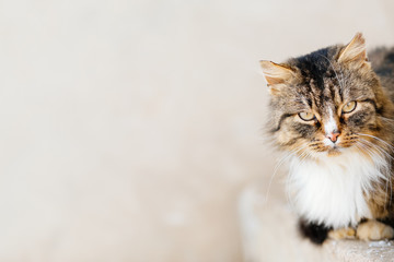 Portrait of cat looking at camera