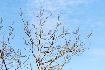 leafless tree branches against the blue sky