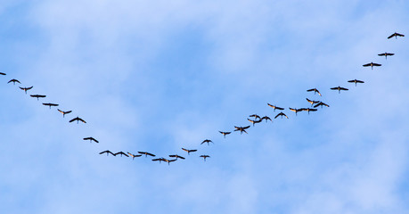 flock of swans flying against a blue sky in the south