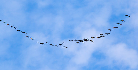 flock of swans flying against a blue sky in the south