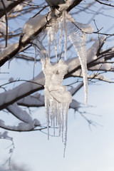 frosty tree branch in winter