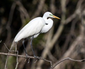 Great Egrets