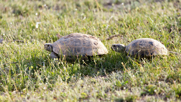 Turtle in nature