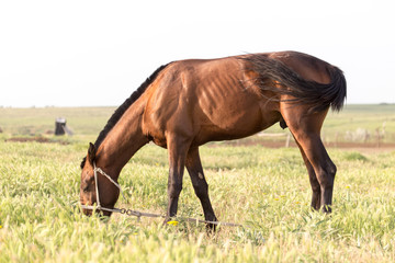Obraz premium horse on pasture