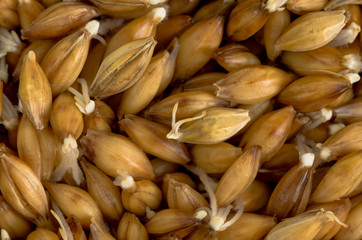 organic barley sprouts background