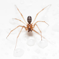 Spider on a white background with water drops