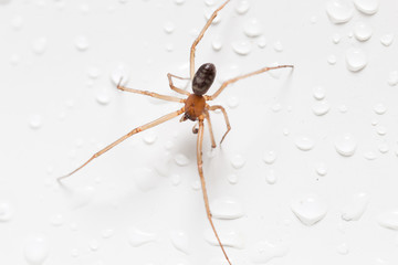 Spider on a white background with water drops