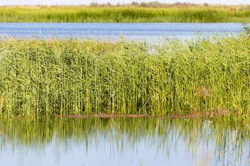 reeds on the water in the lake in nature