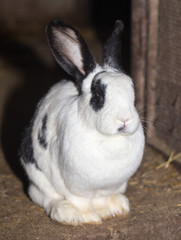 rabbit on the farm