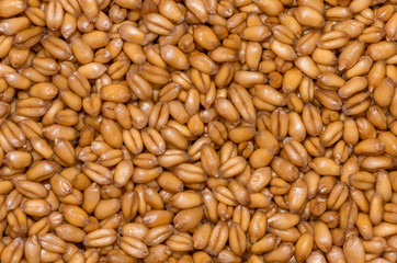 Ripe wheat background