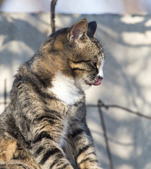 cat on the roof of a house on nature