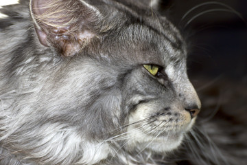 Beautiful young cat main coon