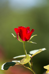 red rose in nature