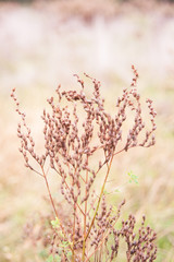 Wild red weed, grass, plant with seeds in uncultivated field