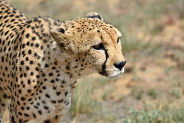 Africa. Namibia. Cheetah