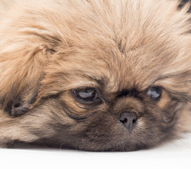 beautiful portrait of a small fluffy puppy