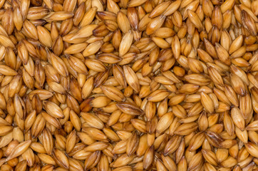 Barley grains close