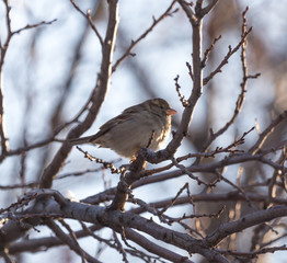 sparrow in nature