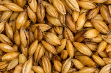 Barley grains close