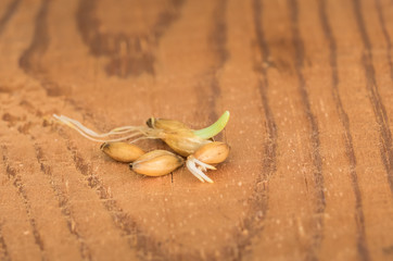 organic barley sprouts background
