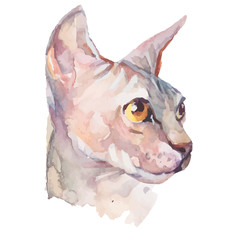 Hand drawn portrait Elegant Sphynx cat. Vector isolated elements. Fashion. Watercolor.