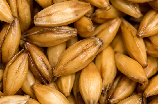 Barley grains close